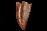 Serrated, Raptor Tooth - Real Dinosaur Tooth #171436-1